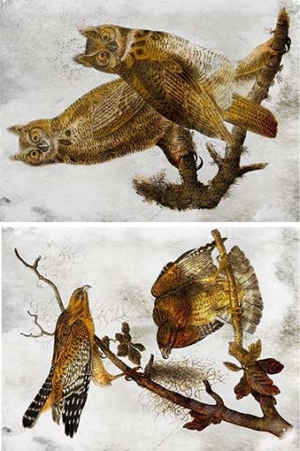 Ριζόχαρτο για Decoupage,  Πουλιά 3200104