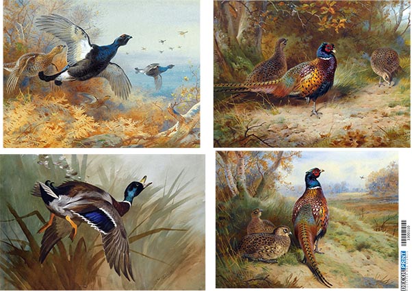 Ριζόχαρτο για Decoupage, Φύση Πτηνά 3300110 1 Ριζόχαρτο για Decoupage, Φύση Πτηνά 3300110