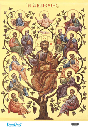 Ριζόχαρτο Α3  Η Άμπελος